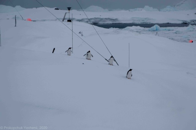 Перші весняні пінгвіни на Галіндезі (фото Євгенія Прокопчука, джерело: Фейсбук-група 25-ї УАЕ)