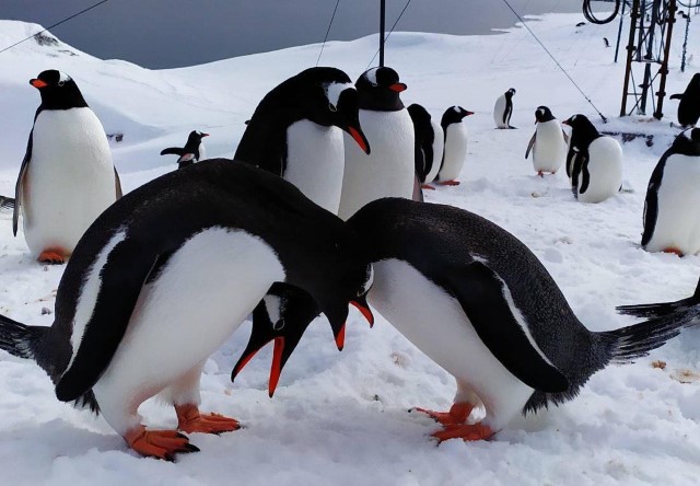 Шлюбні ігри пінгвінів дженту (фото Анни Соіної)