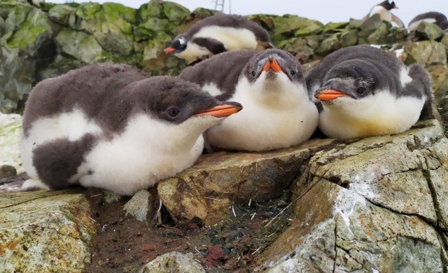 Пташенята пінгвінів дженту у «дитячих яслах» (фото Анни Соіної)