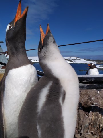 Пташеня пінгвіна дженту вчиться «співати» (фото Анни Соіної)