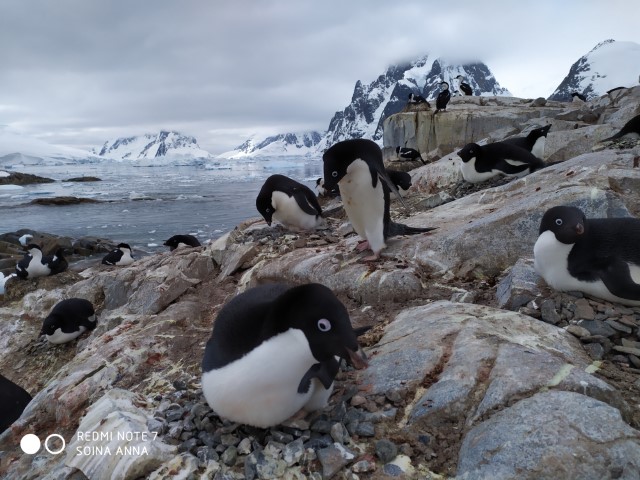 Колонія пінгвінів Аделі, о. Пітерман (фото Анни Соіної)