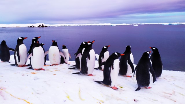 Пінгвіни дженту готуються до сніданку (фото Анни Соіної)