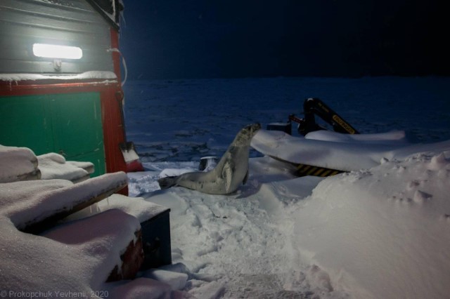 Той самий заблукалий тюлень-крабоїд (фото Євгенія Прокопчука, джерело: Фейсбук-група 25-ї УАЕ)