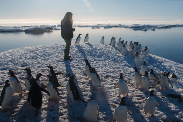 Знайомство з молодими пінгвінами (фото Євгенія Прокопчука)