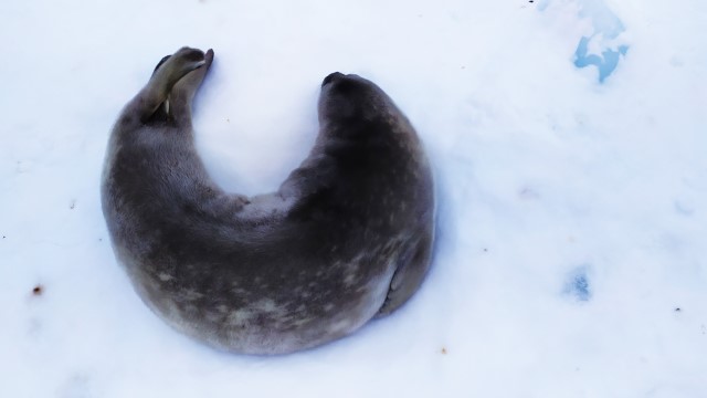 Цуценя тюленя Ведделла, о.Вінтер (фото Анни Соіної)
