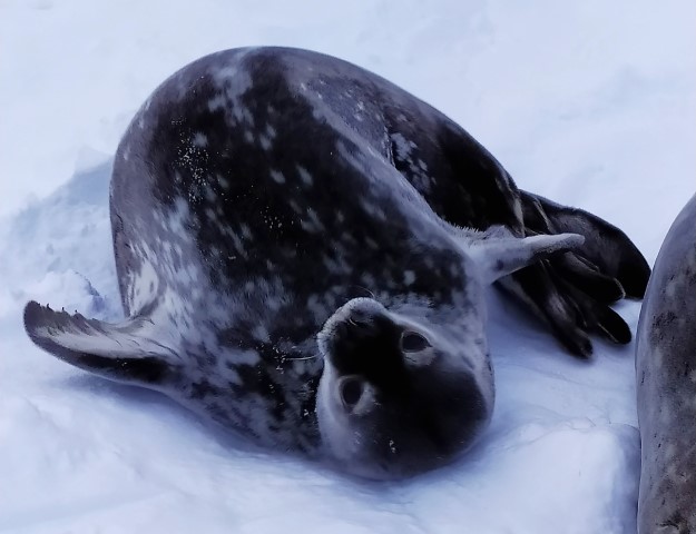 Цуценя тюленя Веддела біля матері, о.Вінтер (фото Анни Соіної)