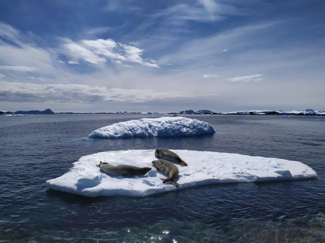 Тюлені-крабоїди поблизу станції «Академік Вернадський» (фото Анни Соіної)
