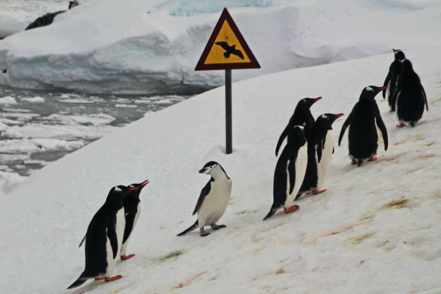 Антарктичний пінгвін (або чінстрап) серед гурту пінгвінів дженту (фото Анни Соіної)