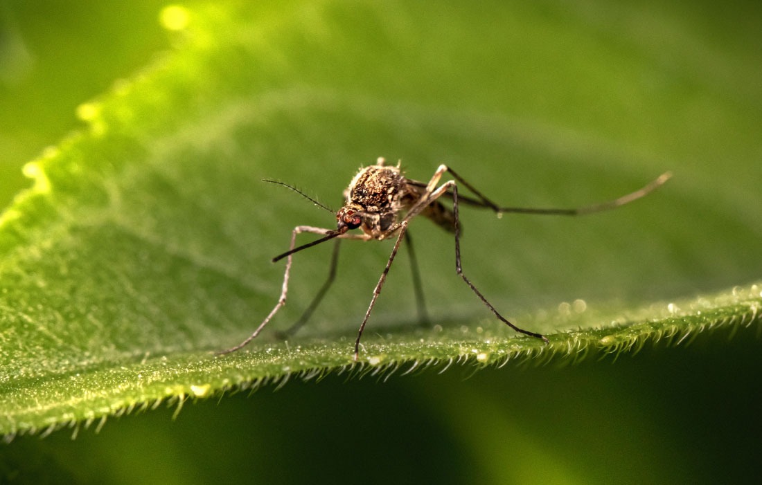 Наслідки укусів комарів